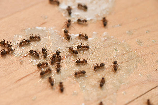Best Pest Control for Homes  in Dellwood, MN